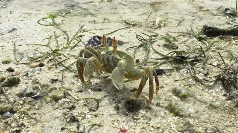 Horned Ghost Crab standing on ground sta... | Stock Video | Pond5