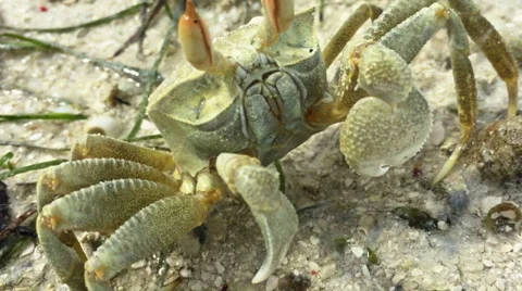 Horned Ghost Crab standing on ground clo... | Stock Video | Pond5