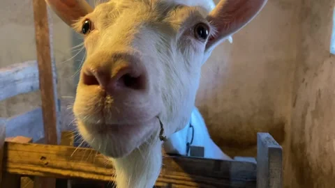 Horned Goat with Beard Sniffing Camera Outdoors Stock Footage 314191926