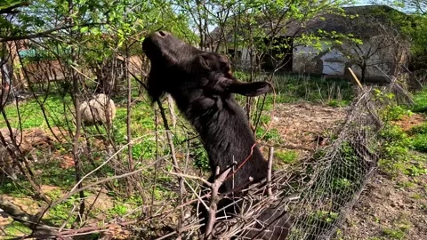 Horned goat eats leaves from trees. Stock Footage 272504674