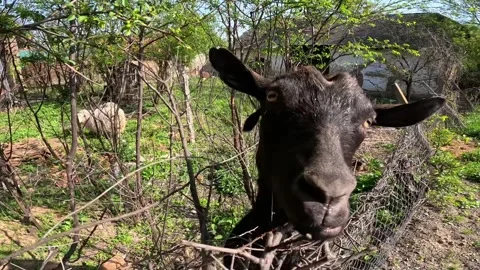 Horned goat eats leaves from trees. Stock Footage 272504677