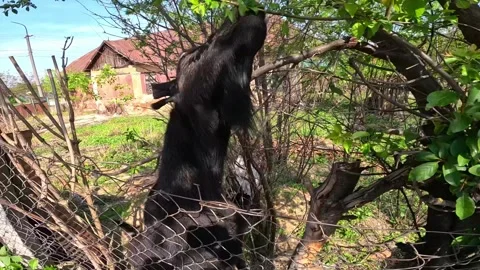 Horned goat eats leaves from trees. Stock Footage 272504695