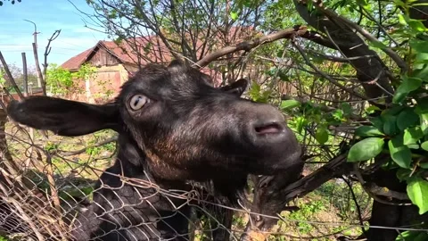 Horned goat eats leaves from trees. Stock Footage 272504734