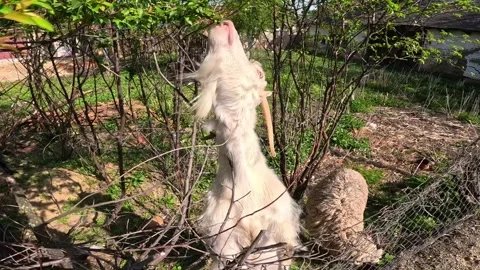 Horned goat eats leaves from trees. Stock Footage 272504762
