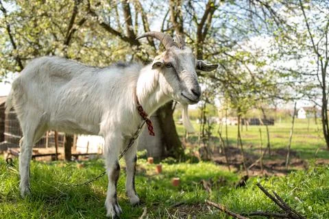 Horned goat on a leash eats grass close-up. Stock Photos