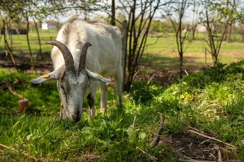 Horned goat on a leash eats grass close-up. Stock Photos