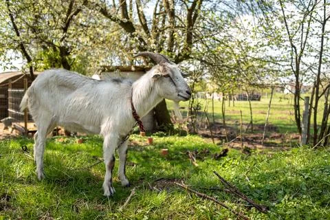 Horned goat on a leash eats grass close-up. Foto stock