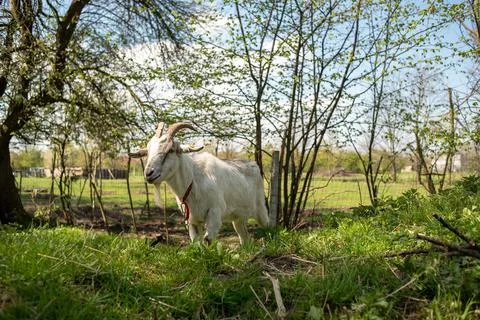 Horned goat on a leash eats grass close-up. Stock Photos