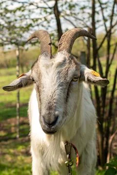 Horned goat on a leash eats grass close-up. Stock Photos