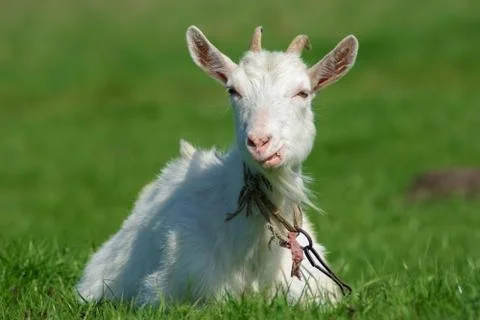 Horned goat Foto stock