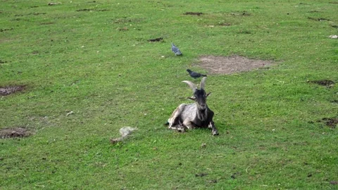 Horned goat resting and ruminating on green grass field Stock Footage 345553414