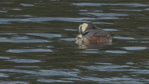 Horned grebe floating on lake, 2k Stock Footage 153547210
