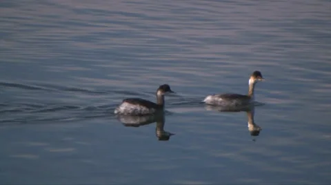 Horned Grebe 스톡 동영상 37586456