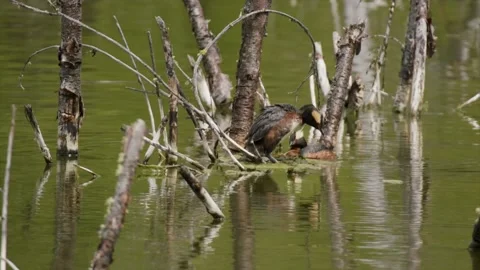 Horned grebe pair change postion on nest on lake, 2k Stock Footage 153164171