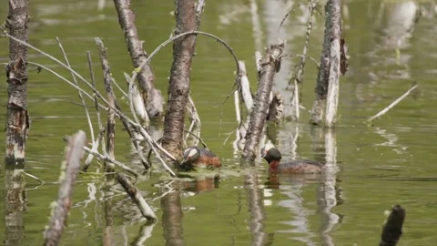 Horned grebe, pair changing position on nest in lake, 2k Video stock 153164175