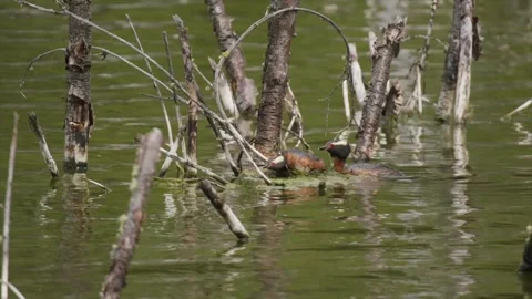 Horned grebe pair mating on nest, male dismounts, 2k Stock Footage 153164170