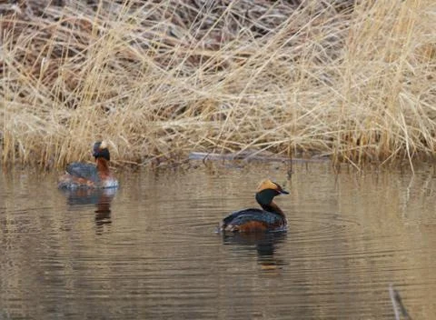 Horned Grebe Stock Photos