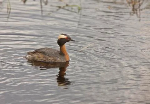 Horned Grebe 스톡 사진