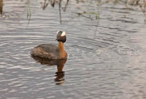 Horned Grebe Stock Photos