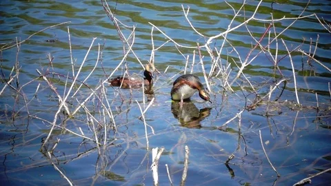 Horned Grebe (Podiceps auritus) Stock Footage 84864330