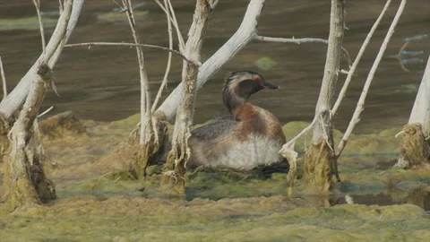 Horned Grebe, red eye, sitting on floating nest in pond, 4k Stock-Footage 247334692