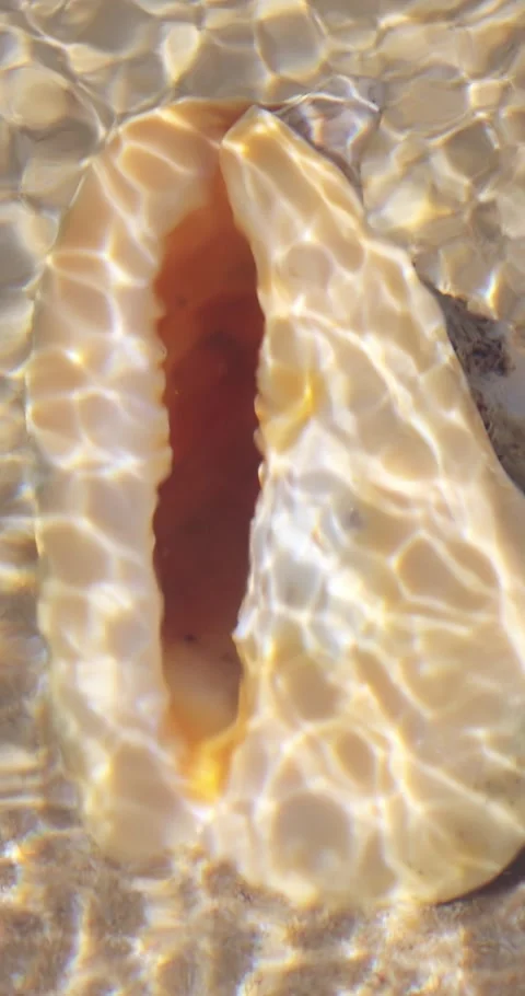 Horned Helmet Shell Underwater In Shallow Water, Luxury Resort Macro Stock Footage 345376561
