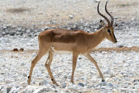 Horned Impala Stock Photos
