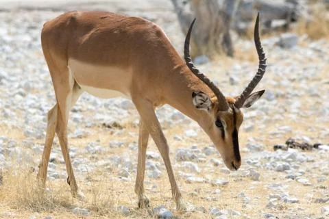 Horned Impala Stock Photos