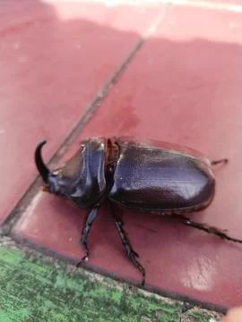 Horned insects Stock Photos