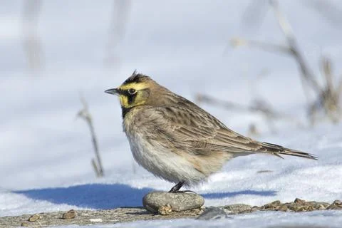 Horned lark on the ground. Stock Photos
