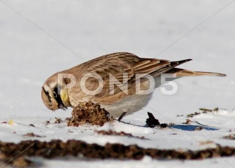 Horned lark Stock Photos