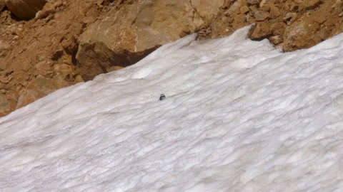 Horned lark on snow patch, Mount Hermon, Israel Video stock 137553451