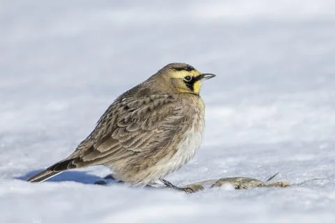Horned lark in winter time. Stock Photos