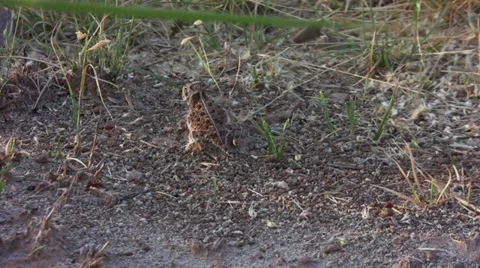 Horned lizard 3 Stock Footage 30591589