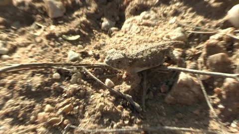 Horned Lizard aka Horny Toad Camouflage Cryptic Hard To See Ground Color Video stock 294870583