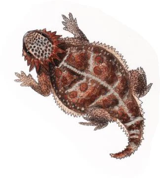 Horned Lizard in color Stock Illustration
