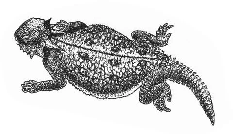 Horned Lizard Stock Illustration