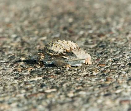 Horned Lizard Stock Photos