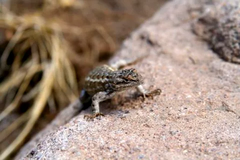 Horned Lizard Stock Photos