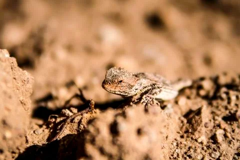 Horned Lizard Stock Photos