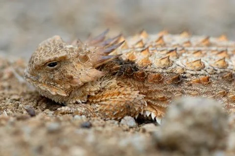 Horned Lizard Stock Photos