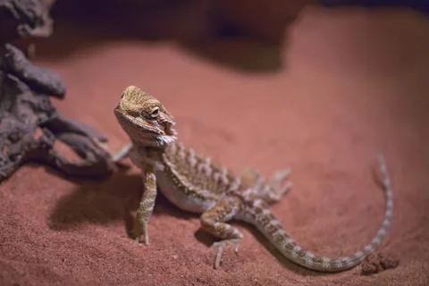Horned lizard Stock Photos