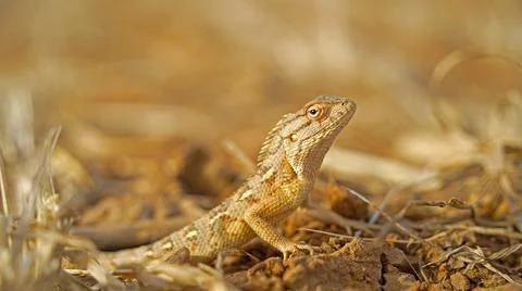 Horned lizards or Phrynosoma, also known as horny toads. Horntoads, are a gen Stock Photos