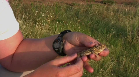 Horned lizzard 2 Stock Footage 30591774