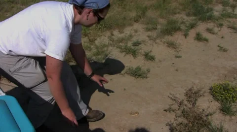 Horned lizzard capture Stock Footage 30592248