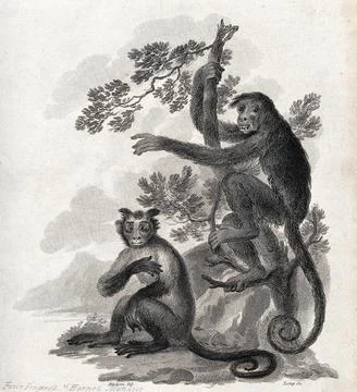 A horned monkey is sitting on the ground while a four fingered monkey is cl.. Stock Illustration