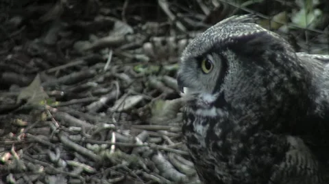 Horned Owl Video stock 948509