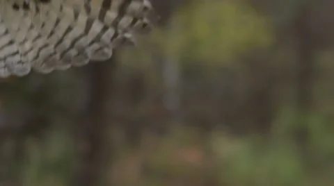 Horned owl slow motion landing from flight Stock Footage