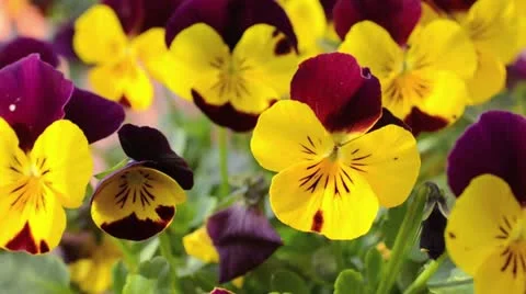 Horned pansy (Viola cornuta) Stock Footage 12456643