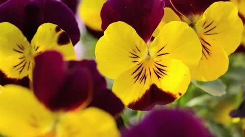Horned pansy (Viola cornuta) Stock Footage 12456653